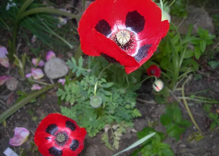 Petit Coin De Paradis, Vue Panoramique &montagne, Piscine Privee... 公寓 卡尔卡托吉奥