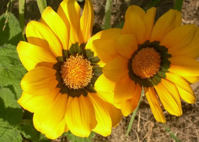 公寓 Petit Coin De Paradis, Vue Panoramique &montagne, Piscine Privee... *