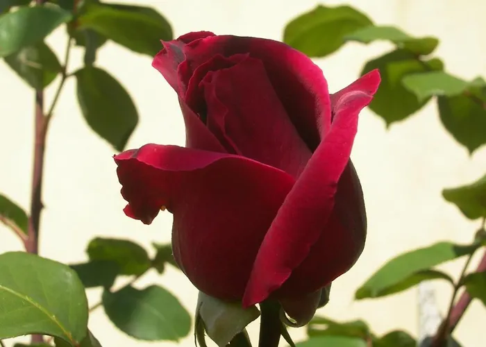 公寓 Petit Coin De Paradis, Vue Panoramique &montagne, Piscine Privee... *