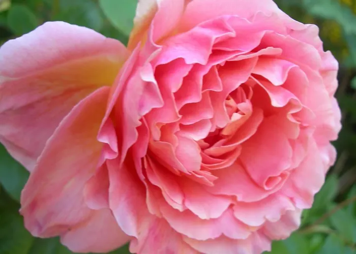 Petit Coin De Paradis, Vue Panoramique &montagne, Piscine Privee... 公寓 卡尔卡托吉奥