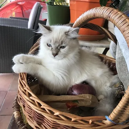 Petit Coin De Paradis, Vue Panoramique &montagne, Piscine Privee... Lejlighed Calcatoggio (Corsica)