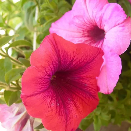 Petit Coin De Paradis, Vue Panoramique &montagne, Piscine Privee... Calcatoggio (Corsica)