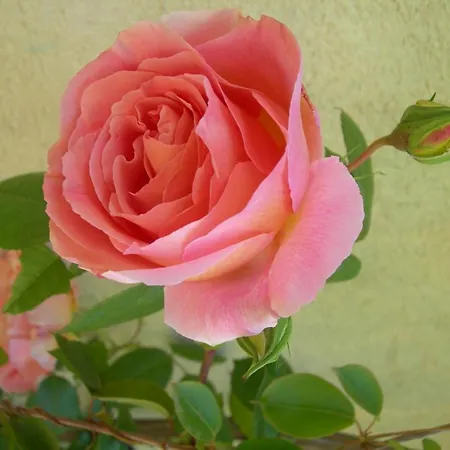 Petit Coin De Paradis, Vue Panoramique &montagne, Piscine Privee... * Calcatoggio (Corsica)