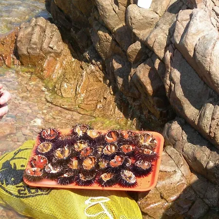 Petit Coin De Paradis, Vue Panoramique &montagne, Piscine Privee... * Calcatoggio (Corsica)