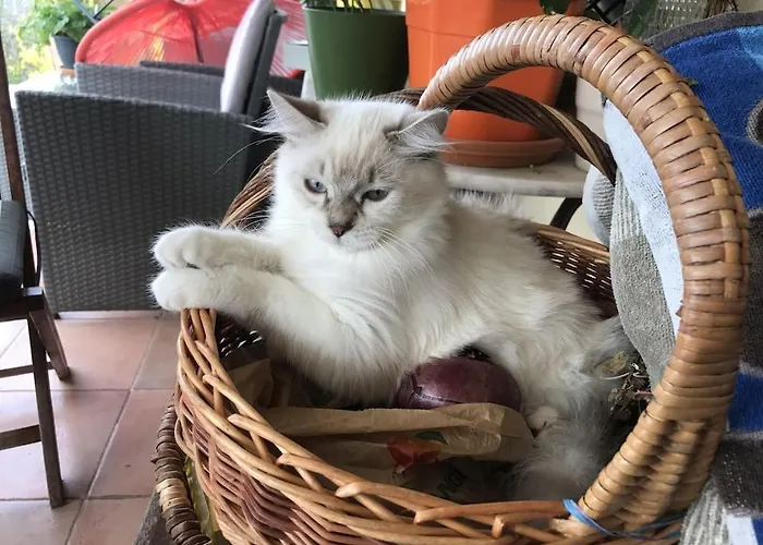 Petit Coin De Paradis, Vue Panoramique &montagne, Piscine Privee... Appartement Calcatoggio (Corsica)
