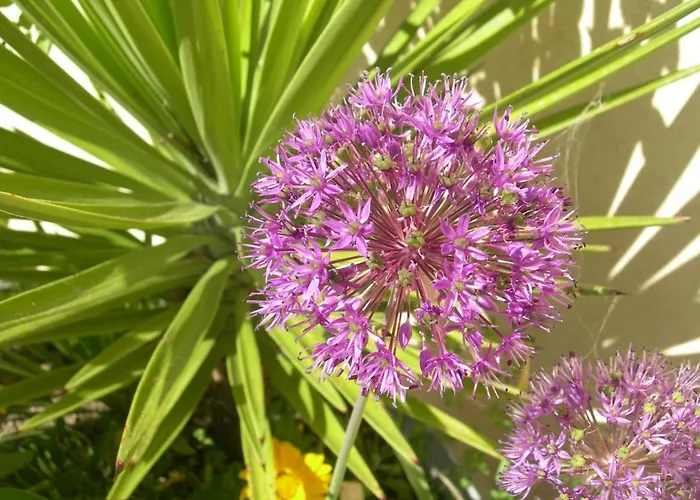 Petit Coin De Paradis, Vue Panoramique &montagne, Piscine Privee... Appartement Calcatoggio (Corsica)